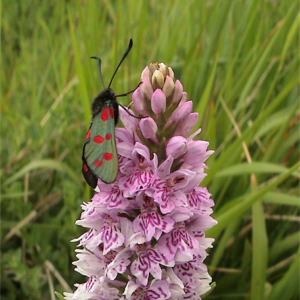 Burnet moth (Zygaena filipendulae) on common spotted orchid (Dactylorhiza fuchsii)